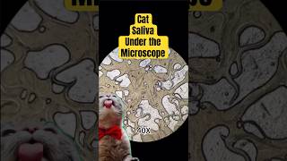 Under the microscope Cat saliva microscope [upl. by Zitvaa]