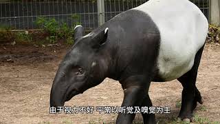 马来西亚国宝马来貘Tapirus indicus [upl. by Nelhsa]