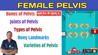 Female Pelvis  Female Pelvis Lecture in Hindi💉💊🧬 [upl. by Ratha]