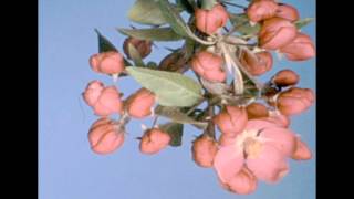 Flowers Blooming  Botanical Timelapse [upl. by Zaria]