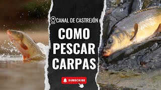 Cómo PESCAR CARPAS Con POCO DINERO  CARPFISHING [upl. by Krid754]