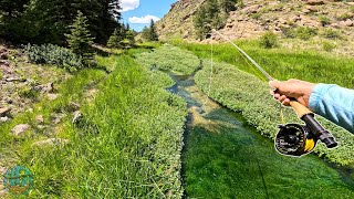 This Tiny Spring Creek Was LOADED with Trout Fly fishing [upl. by Edobalo]