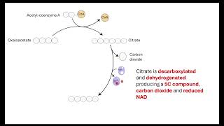 Krebs cycle  OCR A ALevel Biology 522 Respiration [upl. by Eidlog]