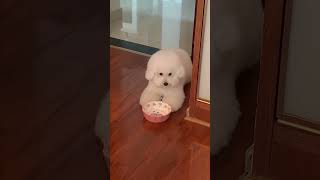 084 Baby dog cute puppy barking 4kviral shorts shortvideos [upl. by Ecirtal]