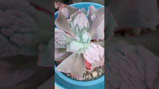 Echeveria Etna carunculada [upl. by Naujd759]