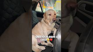 Car Ki Window Nhi Khuli😂❤️ vlog ytshortsindia dogshorts labradorlovers minivlog [upl. by Mundt]