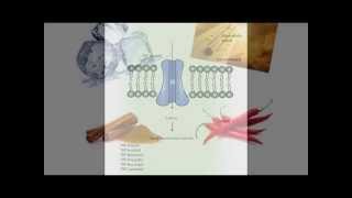 Transient receptor potential channel modulators as pharmacological treatments for LUTS [upl. by Phillada]