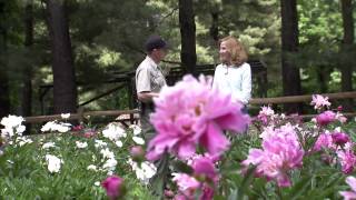 Seneca Creek State Parks Peonies Are in Bloom VIDEO [upl. by Rostand390]