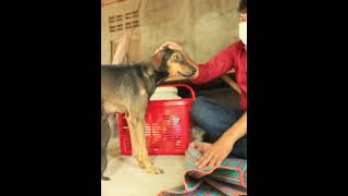 POOR Mother Dogfeedingstreetdogs feedingstraydogs straydogsfeeder doglover streetdogbabies [upl. by Belinda983]