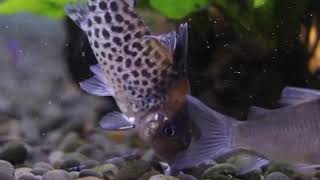 Corydoras punctatus nanay [upl. by Scarito71]