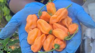 Grow Orange Organic Habanero Pepper Plants In Containers [upl. by Alyehc]