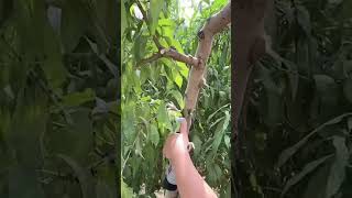 Electric scissors  its super easy to cut branches [upl. by Atse802]