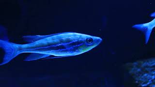 Benthochromis Horii Mpimbwe WF [upl. by Nunci]