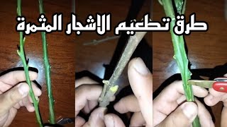 تعلم الطرق الصحية لتطعيم مختلف الاشجار المثمرة المظمونة مع الاستاذ جيجلي Greffage des Arbres [upl. by Jamesy]