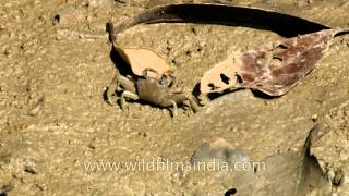 Fiddler crab drags a leaf into its burrow [upl. by Robillard]