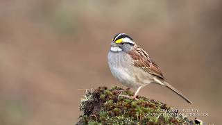 Whitethroated Sparrow Sings  4k [upl. by Oibesue]