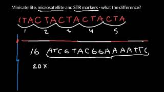 Minisatellite microsatellite and STR markers  what the difference [upl. by Iarahs]