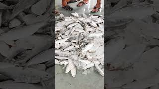 Big Hilsa fish selling at Digha mohana fish market hilsa selling digha [upl. by Clough143]