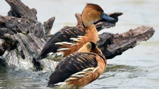 Whistling duck call 30mins HD Clear sound [upl. by Caffrey]