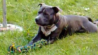 Blue Staffordshire bull terrier pablo [upl. by Costa250]