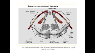 Facial colliculus Effects of its lesion and structures that form facial colliculus Abducens nucleu [upl. by Biel]