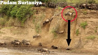 Masai Mara River Crossing MigrationCrossing of Wildebeest Across the CrocodileInfested Mara River [upl. by Adnolrehs]