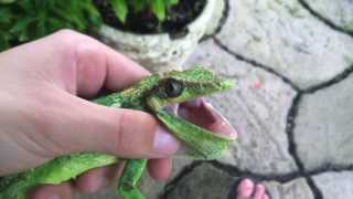 Cuban Knight Anole Lizard Caught [upl. by Eicam]