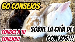 60 consejos sobre tu conejo [upl. by Aneloaup]