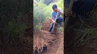 Harvesting chinese asparagus process farming [upl. by Adnahcal]