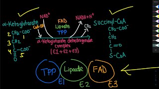 AlphaKetoglutarate Dehydrogenase Complex Mechanism  Biochemistry [upl. by Nealson]