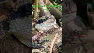 Eastern 4legged land snake yoink australia waterdragon lizard [upl. by Laram]