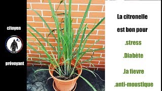 La Citronnelle utilisation et bienfait au naturel [upl. by Kleiman]