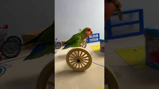 Bird Training  Smart lovebird Parrot  Smart Little Cute Parrot training smartparrot cute [upl. by Vinni319]