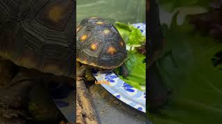 Redfoot Tortoises Chowing reptiles redfoottortoise turtles tortoise [upl. by Theda]