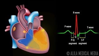 Cardiac Conduction System and Understanding ECG Animation [upl. by Moersch]