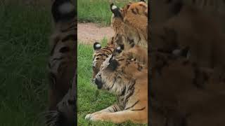 Beautiful Tigers Love Bengal Tigers  Beautiful Creatures tiger tigers natgeo [upl. by Irok]