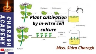 Plant cultivation by invitro cell culture [upl. by Holleran]