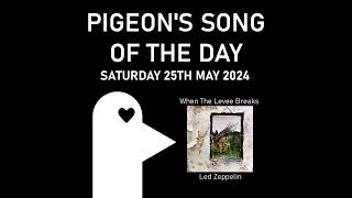 When The Levee Breaks  Pigeons Song of the Day 25052024 [upl. by Winn]