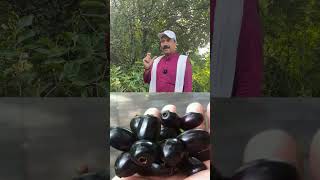 Jamun ki sabse achi variety Rai jamun suyi jesi hogi beej isme farming [upl. by Moulton]