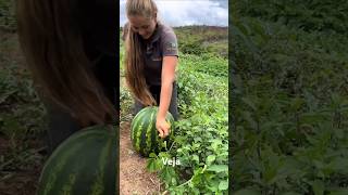 Veja  aves vidanaroça pisciculturabrasil agro humor piscicultura vidanocampo [upl. by Giusto]