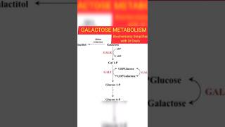 GALACTOSE METABOLISM Simplified biochemistry viralvideo students viralshorts [upl. by Nylikcaj]