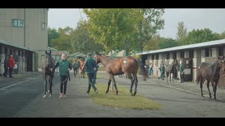 Goffs Orby Sale 2023 Review [upl. by Atiuqan]