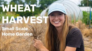 Growing and Harvesting Wheat on a Small Scale amp Making Bread [upl. by Abate]