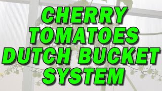 Cherry Tomatoes amp Hydroponic Tomatoes in Hydroponics Dutch Bucket System [upl. by Egroj]