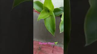 Basket Plant🌱 short Best Hanging Plant  Plant life  Home Garden🏡 [upl. by Bradski700]