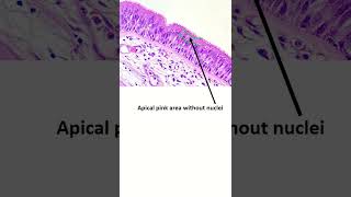 Pseudostratified ciliated columnar epithelium shrots epithelialtissue [upl. by Jowett]