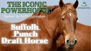 Suffolk Punch Draft Horse An Iconic Powerhouse  Spoken by SoTheAdventure [upl. by Sana249]