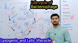 56 life cycle of Bacteriophage  Lysogenic  Lytic life cycle of Bacteriophage Fsc class 11 Biology [upl. by Schweitzer]