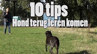 Dog School 10 Tips voor loslopende honden terug te leren komen [upl. by Lenaj]