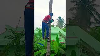 Sabarinathan tree cutter pattukkottai 8072635013 service [upl. by Nyleve]